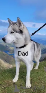 Фото №3. Щенки хаски.  Андорра