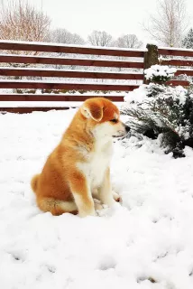 Дополнительные фото: Akita Inu šuniukai