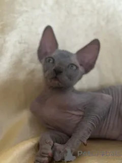 Дополнительные фото: Nataliia