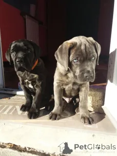 Фото №1. кане-корсо - купить в Франкфурт-на-Майне за договорная. Объявление №161085