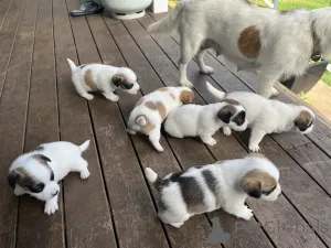 Фото №1. джек-рассел-терьер - купить в Кесон за договорная. Объявление №159845