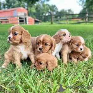 Фото №1. кинг-чарльз-спаниель - купить в Париже за 64937₽. Объявление №164754