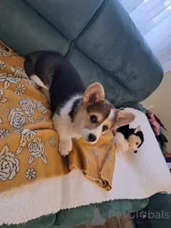 Дополнительные фото: Вельш-корги пемброк триколор