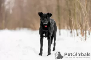 Дополнительные фото: Добрый пес Дрэйк в добрые руки.