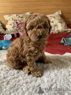 Фото №2 к объявлению №166806 о продаже беспородную - купить в Германии из приюта, заводчик