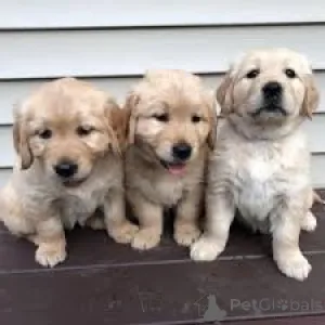 Фото №1. золотистый ретривер - купить в Париже за 92767₽. Объявление №164746