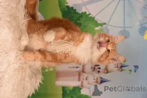 Фото №4. Продам мейн-куна в Хайфа из питомника - цена 147848₽