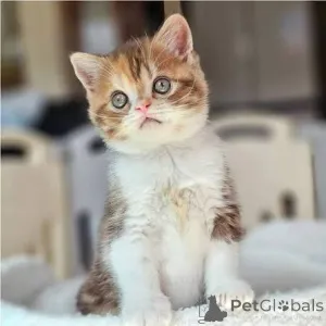 Фото №3. Красивые британские короткошерстные котята уже готовы отправиться домой. Великобритания