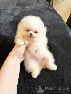 Фото №3. Pomeranski Mini Shpic Мини шпицы любой цвет чистокровные Պոմերանյան շպիցի.  Франция