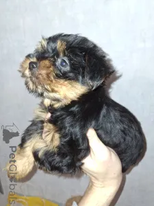 Дополнительные фото: Обаятельные щенки Йоркширского Терьера.