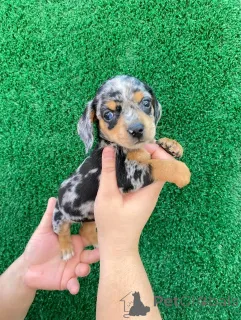 Дополнительные фото: Щенки миниатюрной таксы