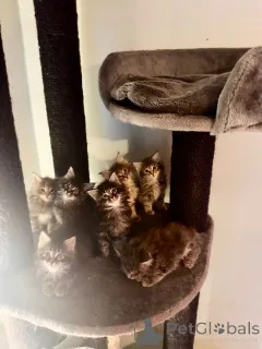 Фото №1. мейн-кун - купить в Чикаго за 62908₽. Объявление №161387