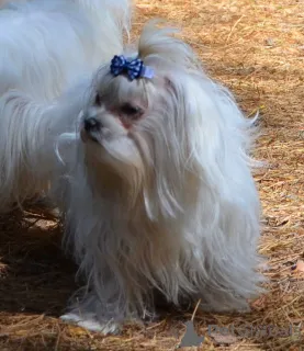 Фото №1. мальтийская болонка - купить в Киеве за 40742₽. Объявление №167777