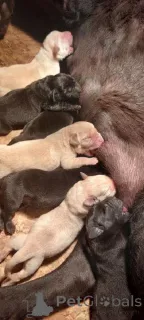 Дополнительные фото: Щенки лабрадора-ретривера от чемпионских предков.