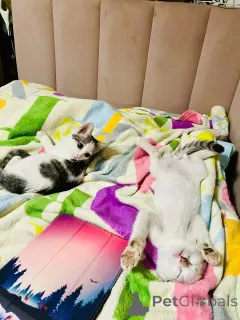 Дополнительные фото: Очаровательный брат с сестричкой в возрасте 4х месяц ищут дом.