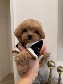 Фото №2 к объявлению №163591 о продаже мальтипу - купить в Германии заводчик