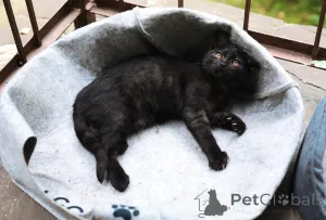 Дополнительные фото: Ищут дом 2 чудесных котенка.