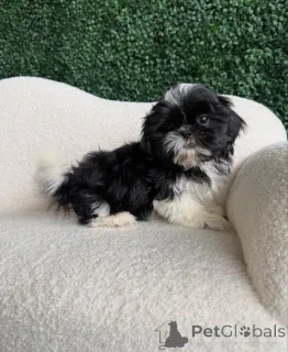 Фото №3. Ачешти фрумоши пуи де Ши-тцу.  Румыния