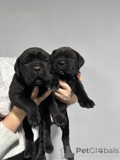 Фото №4. Продажа кане-корсо в Позаревак частное объявление - цена 92767₽