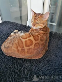 Дополнительные фото: Бенгальский кот Aykamam Amur для разведения