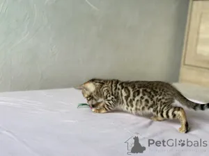 Дополнительные фото: Шикарные Бенгальские котята
