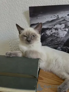 Фото №3. Чистокровный сиамский котенок с поразительными голубыми глазами и королевским. Германия