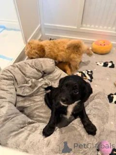 Фото №1. леонбергер - купить в Andelst за договорная. Объявление №166929