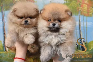 Дополнительные фото: Померанские миниатюрные щенки Spitz