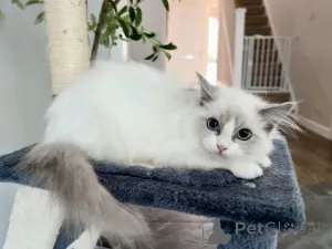 Фото №1. рэгдолл - купить в Берне за 46384₽. Объявление №160249