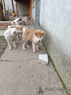 Фото №2 к объявлению №162716 о продаже акита-ину - купить в Сербии 