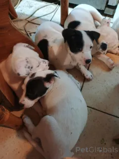 Фото №4. Продажа американского стаффордширского терьера в Киеве частное объявление - цена договорная