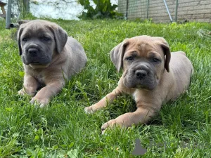 Дополнительные фото: Nuttede Cane Corso очень красив и безопасен для всех