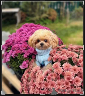 Дополнительные фото: Элитные мальтипу мини микро Азия