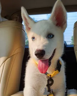 Фото №1.  - купить в Аренсбург за 69575₽. Объявление №163119