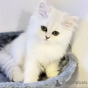 Фото №1.  - купить в Гавань за Бесплатно. Объявление №162287