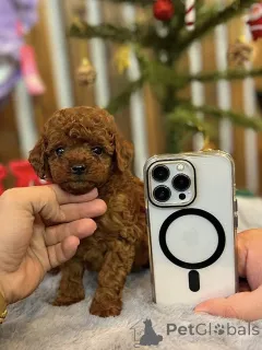 Фото №1. пудель (той) - купить в Барселоне за договорная. Объявление №163710