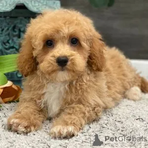 Фото №1. беспородная - купить в Ankum за 27830₽. Объявление №151409