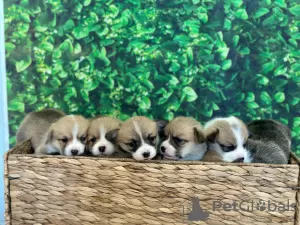 Фото №3. Красивые вакцинированные щенки Wesley Corgi доступны для продажи сейчас для.  Эстония