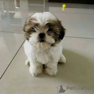 Дополнительные фото: Мои милые щенки шитцу, готовые к усыновлению, по доступным ценам, напишите нам