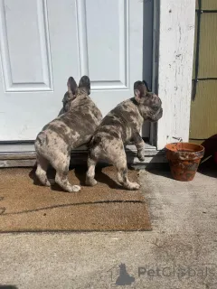 Фото №1. французский бульдог - купить в Лондонский Сити за 37107₽. Объявление №157405