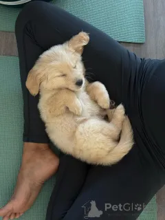 Фото №3. Entzückende Golden-Retriever-Welpen suchen einliebevolles Zuhause!.  Германия