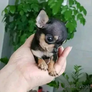 Дополнительные фото: Щенки чихуахуа доступны!