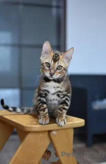 Дополнительные фото: Элитные бенгальские котята котик