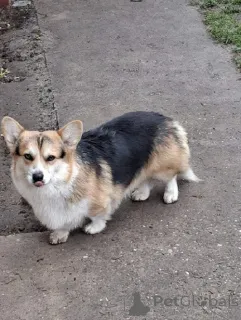 Фото №2 к объявлению №161006 о продаже вельш-корги - купить в Сербии заводчик