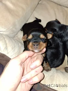 Фото №4. Продажа бивер-йоркширского терьера, бишон фризе, йоркширского терьера, мальтийскую болонку, мальтипу, померанского шпица, пуделя (карликового), пуделя (королевского), пуделя (той) в Хельсинки частное объявление, из питомника - цена 64937₽