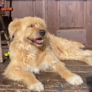 Фото №2 к объявлению №158139 о продаже беспородную - купить в России частное объявление