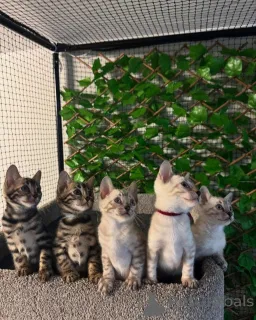 Фото №1. бенгальская - купить в Маленький за 69575₽. Объявление №152775