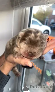 Фото №2 к объявлению №161341 о продаже  - купить в Венгрии 