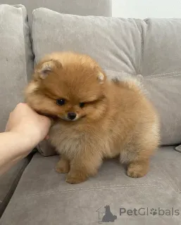 Фото №1. померанский шпиц - купить в Берлине за договорная. Объявление №163520