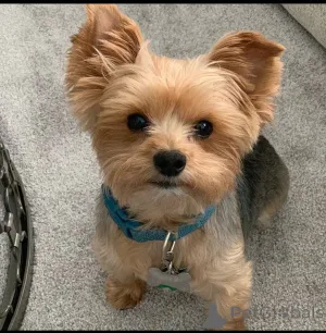 Дополнительные фото: Teacup Yorkie Puppies на продажу